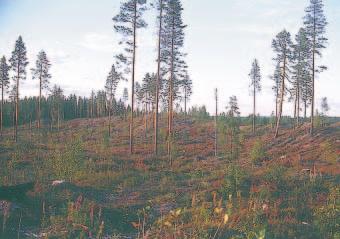 Kalliokiviainesvarat Ilomantsin kunnan alueelle osoitettiin kolme kalliomurskekohdetta, jotka ovat maastokartoitusten perusteella todettu hyviksi murskekivikohteiksi (Luodes ja Pääkkönen 1984).