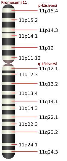 5 mutaatiolöydöksiä tavataan useimmin hypermutaatiostatukseltaan ei mutatoituneessa tautimuodossa. (Suomen Hematologiayhdistys 2010; Van Dyke ym. 2016: 105-106; Hallek ym. 2008: 5447.