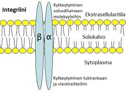 8 Kuvio 4. Integriinin rakenne solun pinta-antigeenina. (Muokattu kuvasta WikimediaCommons.) 2.