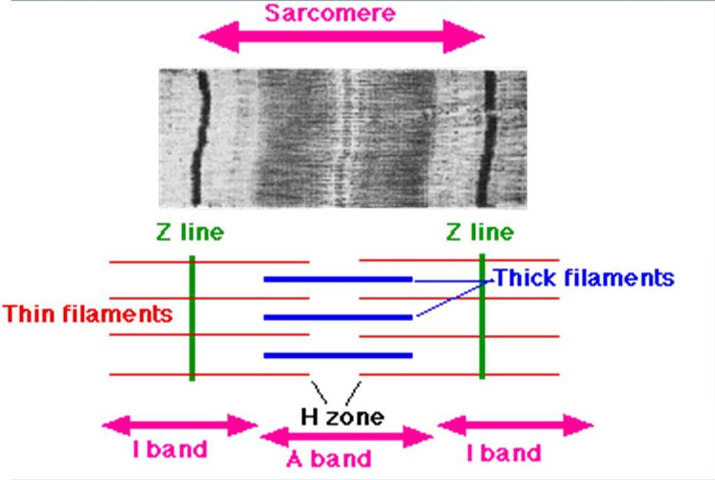 Rakenteelliset erikoisuudet Z-viiva rajoittaa sarkomeerin = supistuva yksikkö A-viiva =