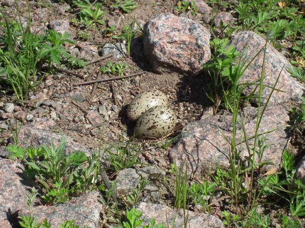 8.2012. Piennarmataralude on kuivien ketojen, paahdekenttien ja pientareiden laji, jonka ravintokasvi Suomessa on yleensä keltamatara, mutta ulkomailla lajin tiedetään elävän myös mm.