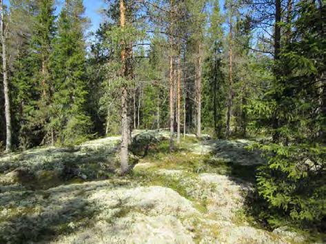 Voimalapaikka 5 kuvattu itään. Tasainen kivinen paikoitellen soistunut kangas.