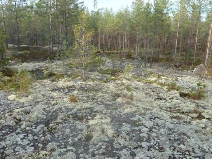 Kalajoen tuulipuistoalueen luontotyyppiselvitys Tutkimusraportti 126, 2013 Kuva 4. M1 Jäkäläkallio. Kuva 5. M1 Maankohoamisrantakivikko.
