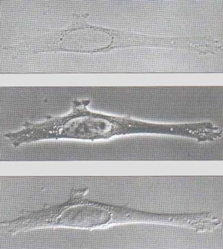 Histologinen valmiste/ 2012/ Solubiologia ja peruskudokset-jakso/ Biolääketieteen laitos/ anatomia Mikroskoopit ja histologinen valmiste (RP6 s1-17) Alberts et al.: Molecular Biology of The Cell 5.