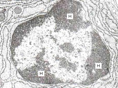tiiviisti syrjään heterokromatiiniksi tiiviisti pakattu heterokromatiini sitoo paljon väriä tilavuusyksikköä kohti ja värjäytyy intensiivisesti hematoksyliinilla passiivisen solun