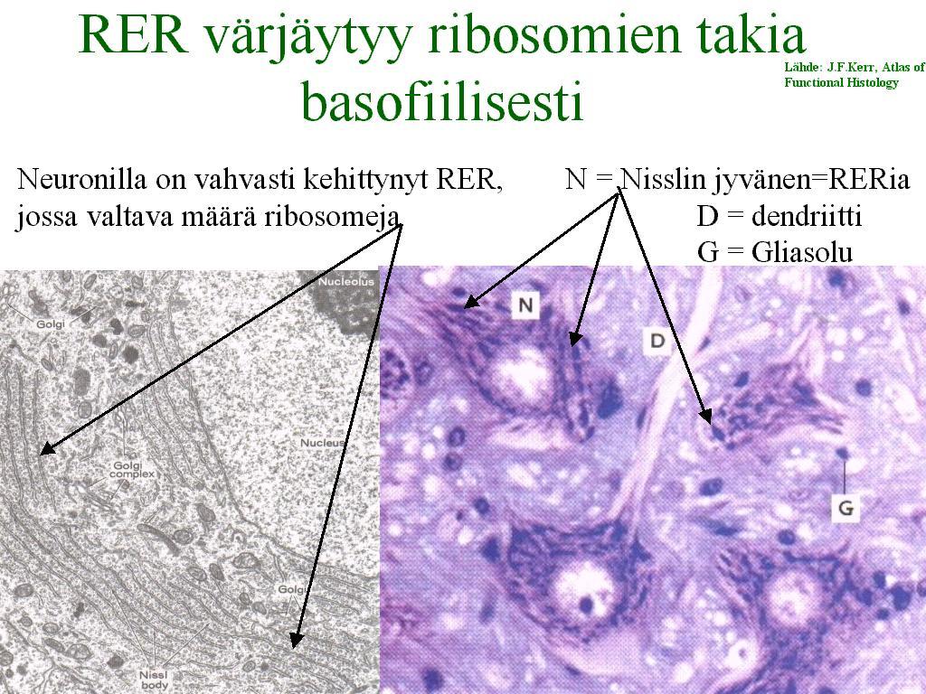 Neuronin tumassa on runsaasti auki purkautunutta, luettavaa kromatiinia = eukromatiinia. Värjäytyvyys on heikko koska DNA on niin laimeana liuoksena.