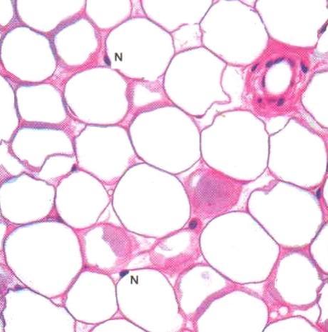 (anioni) - - - - - - proteiini - - Kudoksen proteiinien aminoryhmät varautuvat vesiliuoksessa positiivisesti.