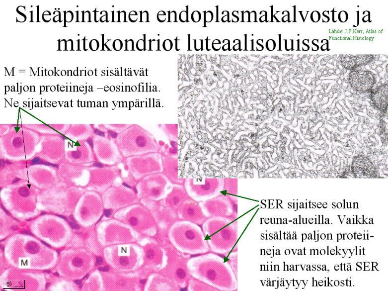 runsaammin kuin sytoplasma, joten jää värjäytymättä tai vaaleaksi Mitokondriot - sisältävät runsaasti proteiineja; mitokondriokertymät värjäytyvät eosinofiilisesti; esim.