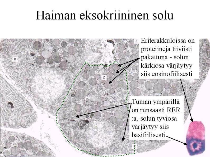 eosiinilla Rasva - neutraalit rasvat liukenevat pois näytteestä voimakkaiden rasvaliuottimien (alkoholi ja xyleeni) takia - rasvat saadaan säilymään erikoiskäsittelyillä