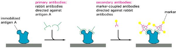 Epäsuoran immunohistokemiallisen tekniikan perusta antigeenissa oleva antigeeninen rakenne A Lähde: Alberts et al.