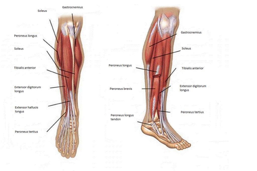 7 Kuvio 3. Säären ja pohkeen alueen lihakset (mukailtu: Anatomy human body 2015) 2.