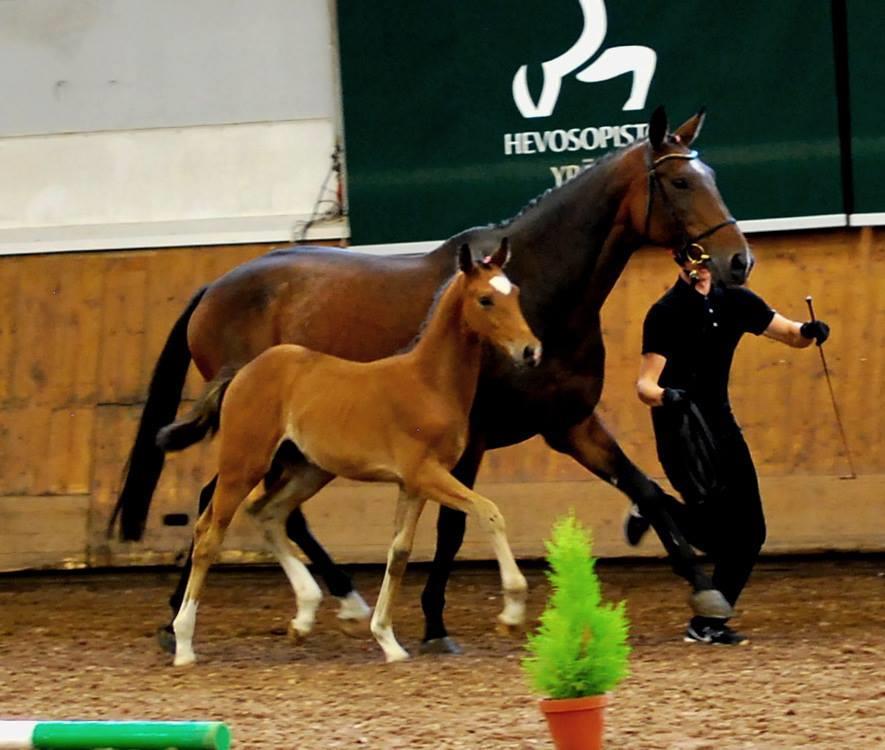 2016 Hannover- championaatin paras 4-vuotias oli Cherrygarden's San Belizio ( San Amour - Belissimo - Rotspon)