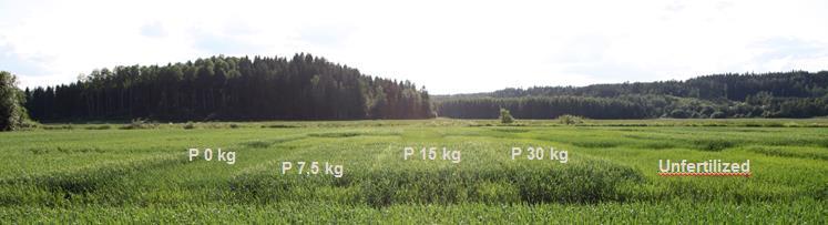 Kasvukausi vaikuttaa lannoitustarpeeseen Kylvölannoituksella luodaan kasvuston rakenne ja pohja