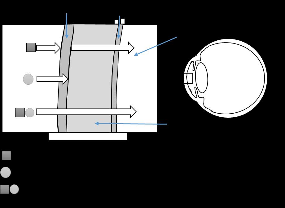 KUVIO 8. Sarveiskalvon läpäisevyys (mukaillen Batterbury ym. 2009, 22) 2.3.