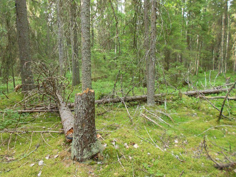 kangasmaiden väliset soistuneet vaihettumisvyöhykkeet ovat pääosin hyvin säilyneitä.