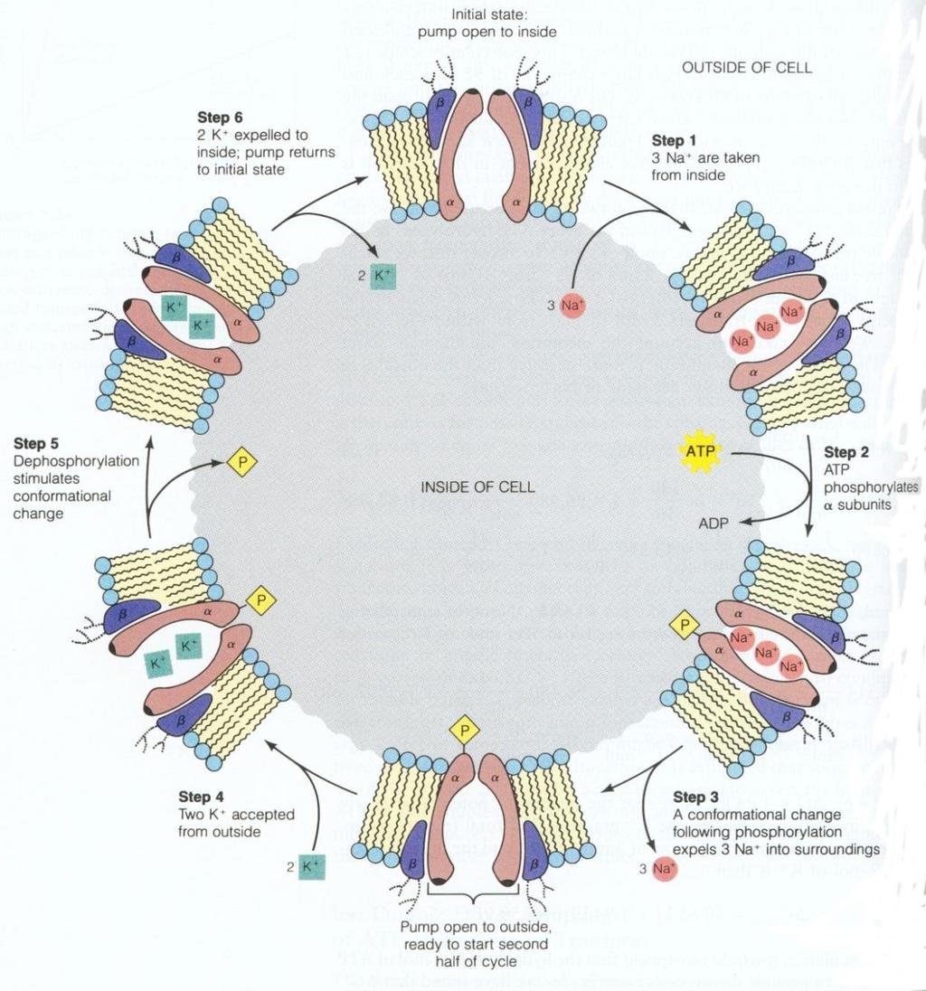 24 Na-K pumppu Aktiivinen kuljetus Elektrogeeninen Kuljettaa nettovarausta Stökiömetria: 3 Na + :