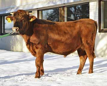 Vaalee on poikinut seitsemän kertaa ja lypsänyt keskimäärin 8278 kg. Paras tuotoskausi on 9792 kg ja luokitus GP 83. Lippis on lähtöisin Vantaalta Marjaana Sjöblomin karjasta.