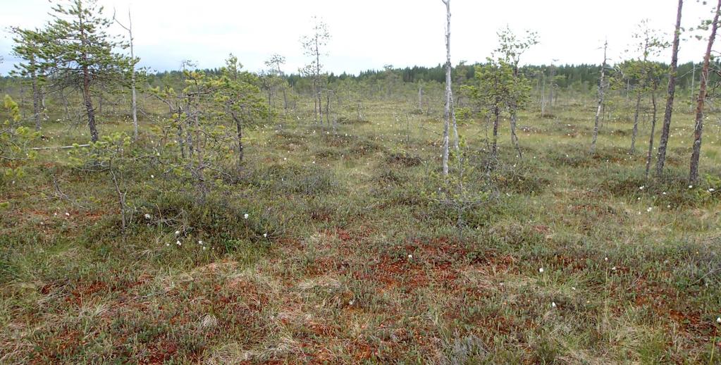 FCG SUUNNITTELU JA TEKNIIKKA OY 25 (39) 24 (39) Kuva 11. Luontotyyppiä keidassuot Kälväsvaaran pohjoispuolella. Puustoiset suot Puustoiset suot on priorisoitu luontotyyppi.