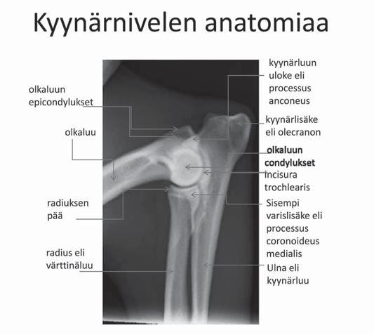 la olisi lonkkanivelen tai kyynärnivelen kasvuhäiriötä.