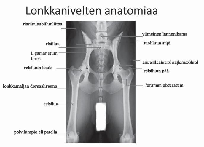 haasteellista, koska muutokset eivät aina ole kovin ilmiselviä, varsinkaan sairauden alkuvaiheessa. Sen vuoksi indikaattorina seulontaprotokollissa pidetään sekundäärisiä nivelrikkomuutoksia.