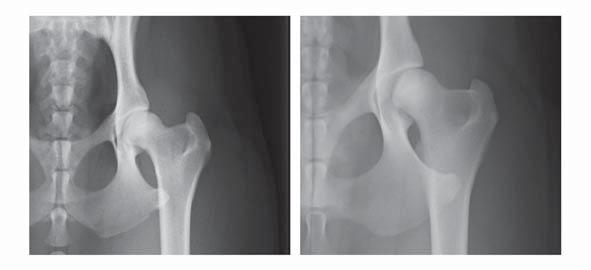 kolmelle OFA:n hyväksymälle eläinradiologille (joilla on eläinradiologian jatkokoulutus).