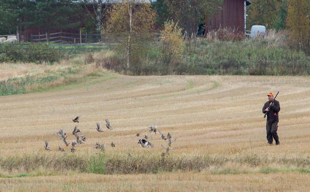 Koekalenteri 2014 (ota talteen) 27.9 AVO, NUO Lapua Järjestäjä Lakeuden Kennelkerho ry Ylituomarina Esko Liimatta. Ilmoittautumiset 20.9 mennessä Jukka Liimatta, Lyylintie 12 62100 Lapua p.