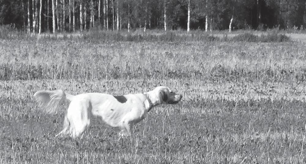 Englanninsetteripäivät 24.5 25.5.2014 Vietimme helteisen viikonlopun Pomarkussa Kynäsjoen Eräpalveluiden tiloissa. Innokkaita englanninsetteriharrastajia oli saapunut paikalle kohtuullisesti.