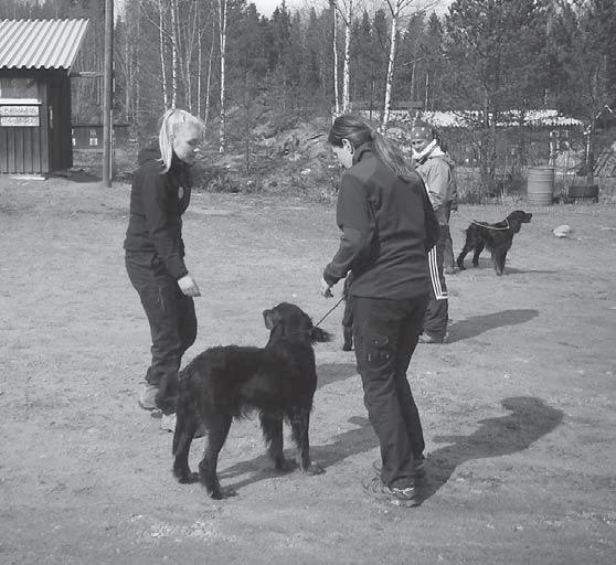 Noutoharjoituksia tehtiin jokaisen oman tason mukaan, aloittaen damilla ja jos koirakon rahkeet riitti, siirryttiin lopuksi kylmän linnun noutoon.