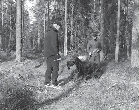 Linnut heitettiin peräkanaa ilmoille laukausten saattelemana. Noudettavat linnut olivat haapana a ja fasaanikukko. Järjestäjät olivat hieman vinkkien perusteella.