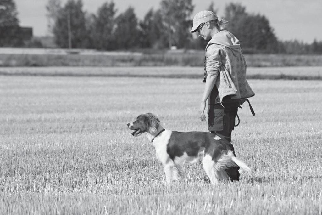 Punavalkoisen Irlanninsetterin populaation rakenne Punavalkoisen Irlanninsetterin Jalostuksen tavoiteohjelma (JTO) hyväksyttiin kennelliitossa kerralla.