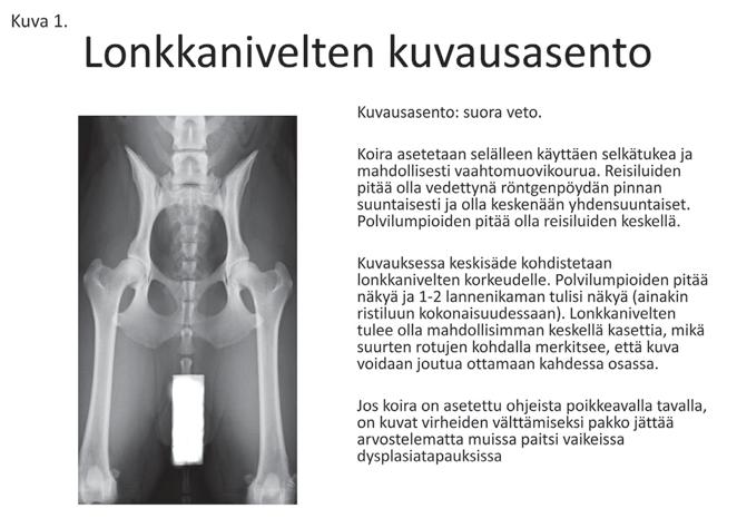 kuvautetaan tällöin FCI:n (lonkat) tai IEWG:n (kyynäret) ohjeiden mukaisesti ja röntgenkuva lähetetään arvosteltavaksi Kennelliittoon.