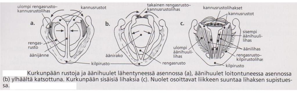 9 pahtuu lähinnä äänihuulten päällimmäisissä osissa, vocaliksen supistuminen löysentää päällimmäisiä osia ja laskee värähtelytaajuutta. (Numminen 2005, 119.) Kuvio 3.