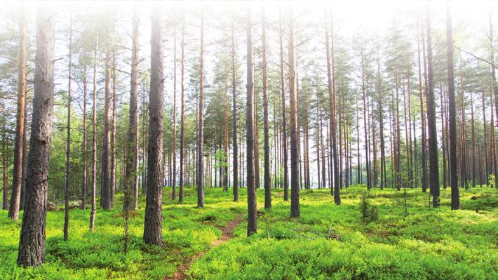 Lomat Lomakohteen vapaa-ajan ohjelmassa voi olla esimerkiksi sisä- ja ulkoliikuntaa sekä erilaisia pelejä ja retkiä. Iltaohjelmassa voi olla esim. tanssia tai yhteislaulua.