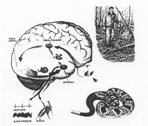 Amygdala konvergoi emootiot aiheuttavan sensorisen inputin suoraan sensorisesta talamuksesta (karkeat