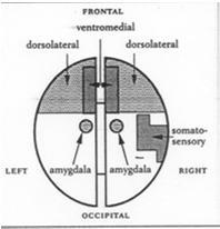 Damasion luokittelu: Primaariemootiot: amygdala ja cingulaaricortex pääosissa (esim.