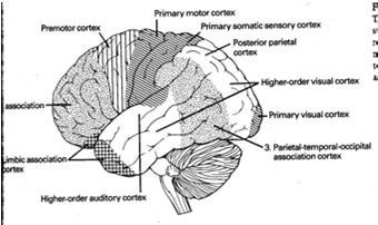 riskien hallintakyky huono) Primaariemootiot: Amygdala ja cingulaaricortex