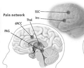 (temporo-parietal junction) harmaan aineen suuri määrä ennustaa