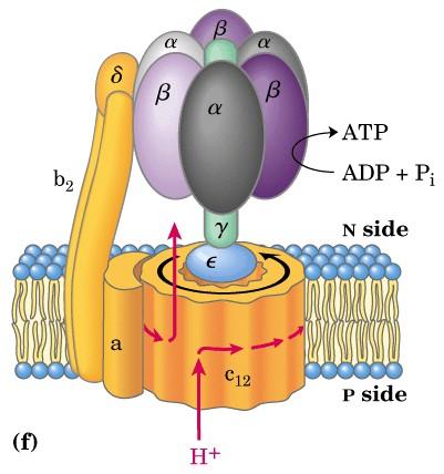 ATP-syntaasi (Kompleksi V) (Nobel Walkerille & Boyerille 1997) Rakenne tunnetaan (v.