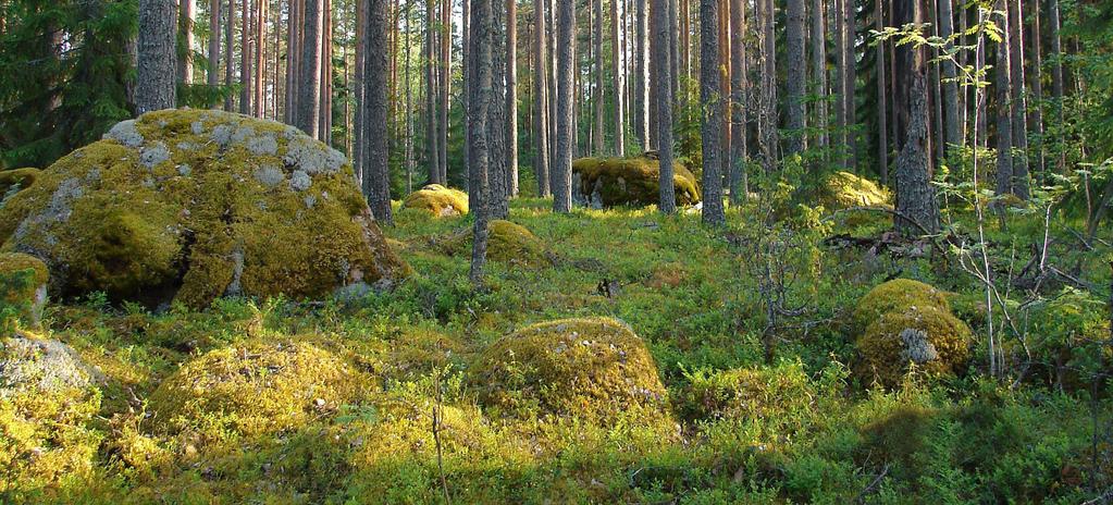 JATKUVAPEITTEISEN METSÄNHOIDON TUTKIMUS HAASTAA METSÄNHOIDON VANHOJA KÄSITYKSIÄ Puheenvuoroja Ympäristötiedon foorumin tilaisuudesta 4/2017 vupotentiaalia, taloudellista tuottoa, sopivuutta metsien