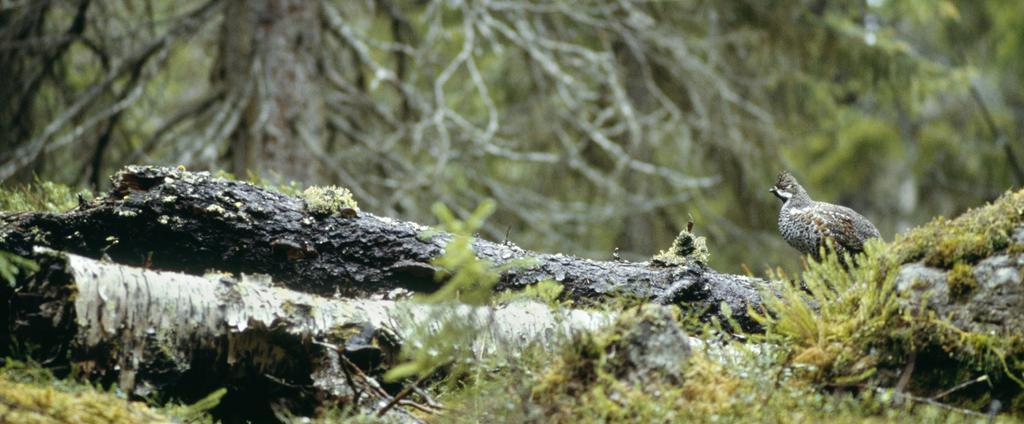 Kun tämä kustannus, korkokanta ja tukkipuuosuus otetaan huomioon, jatkuvapeitteinen metsänhoito voi olla perinteistä kasvatustapaa kannattavampi ratkaisu, vaikka puun tuotto olisi jonkin verran