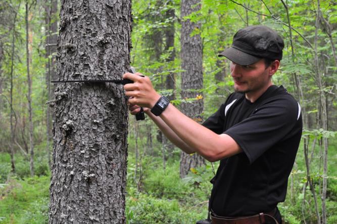 Metsävara- tiedon keruu Maastossa tarkasti paikannetuille ja mitatuille koealoille haetaan niiden sijaintia vastaavat laserja