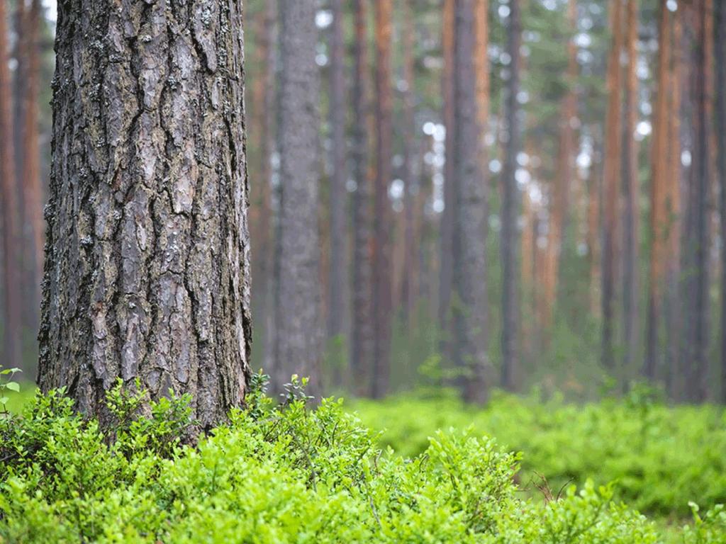 Ilmakuva ja puuston laserpituusmalli,