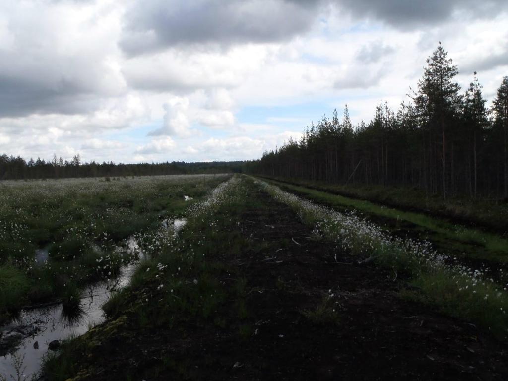 42 Kuva 8. Kirkkosuon pintavalutuskenttä 2 ja penkka 17.6.2013. (Kuva: Esa- Pekka Pirhonen.) 5.1.4 Valkeasuon tuotantoalue Valkeasuon tuotantoalue sijaitsee Tohmajärven kunnan ja Joensuun kaupungin alueilla.