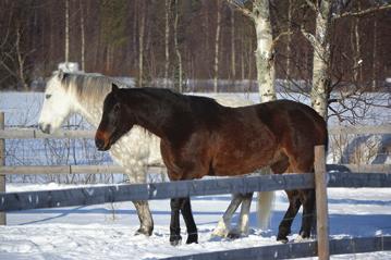 sivu 6 Pyhäjoen Kuulumiset 4.3.
