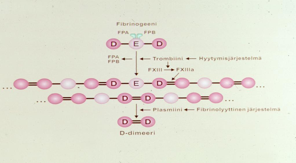 D-dimeeri (P-FiDD) } mittaa veren hyytymistä ja fibrinolyysin toimintaa } FXIII:n stabiloiman ploasmiinin pilkkoman fibriinin hajoamistuote } fibriinin lisääntyneen turnoverin mittari }