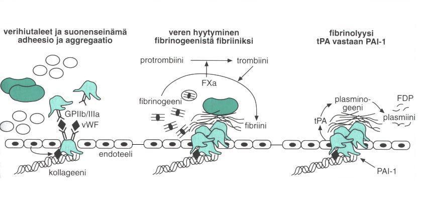 Antitromboottiset lääkkeet Antikoagulantit Varfariini (Marevan R ) UFH ja LMWH (Fragmin R, Innohep R, Klexane R ) Bivalirudiini (Angiox R ),