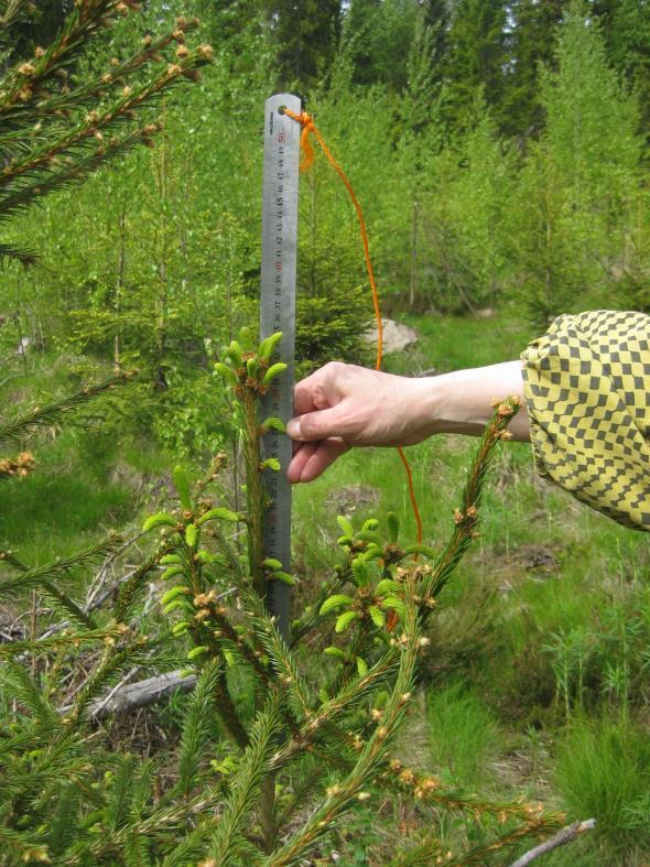 koejäsenen keskipistekeppinä toimivan tunnistekilven