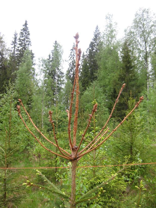 aiheuttaja. Tällainen taimi luokiteltiin heikentyneeksi. Kuva.