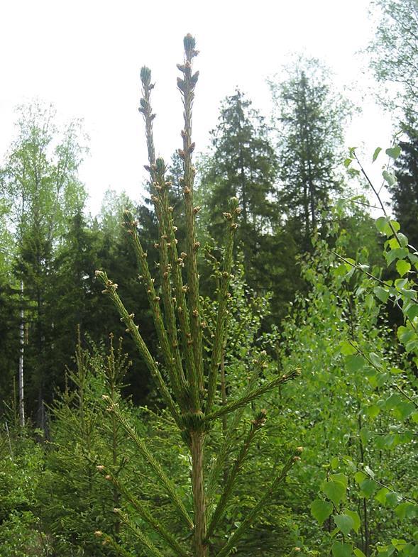 29 Kuva 7. Metsämyyrä syö kuusen taimen silmuja, joka aiheuttaa mm. monilatvaisuutta kasvun jatkuessa sivuoksista. Taimi Längelmäen lohkon 2 koejäsenellä. Taulukko 1.