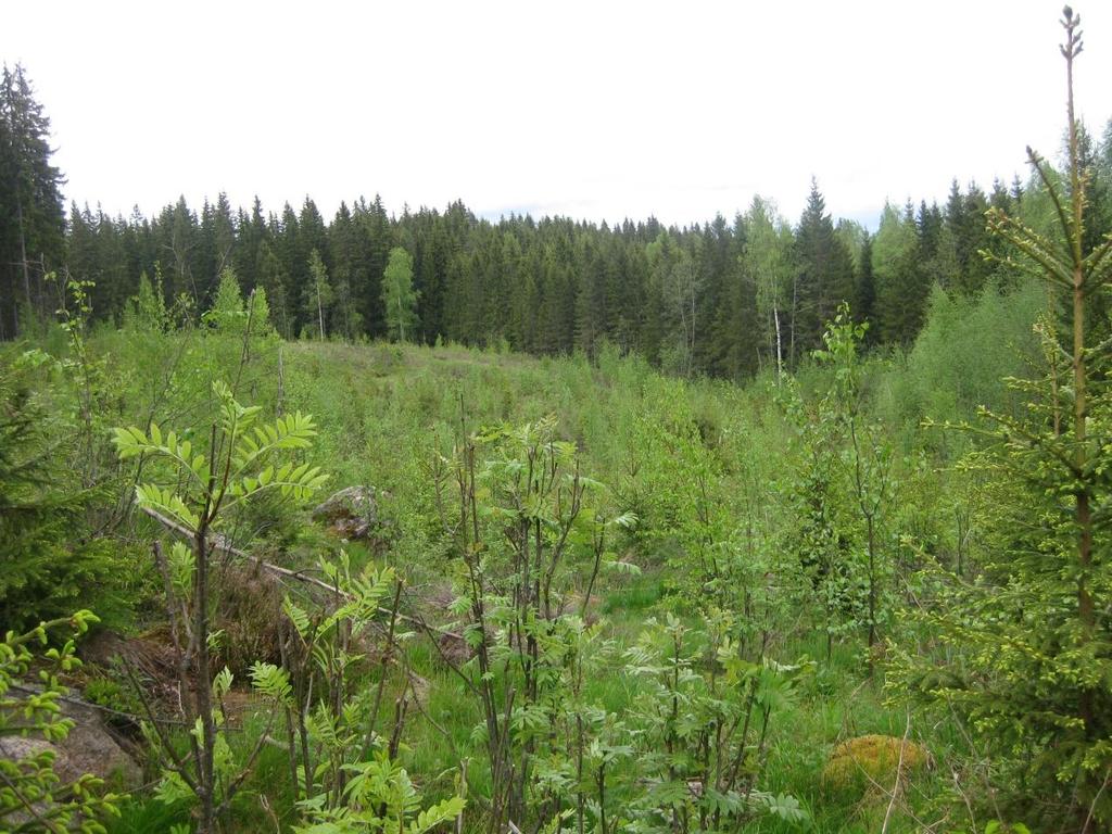 0 Luontaisesti syntyneiden taimien pituutta ja kappalemäärää koejäsenillä tutkittiin vastaavalta ympyräkoealalta sekä kasvillisuusinventointiruuduilta kuin istutustaimiakin.